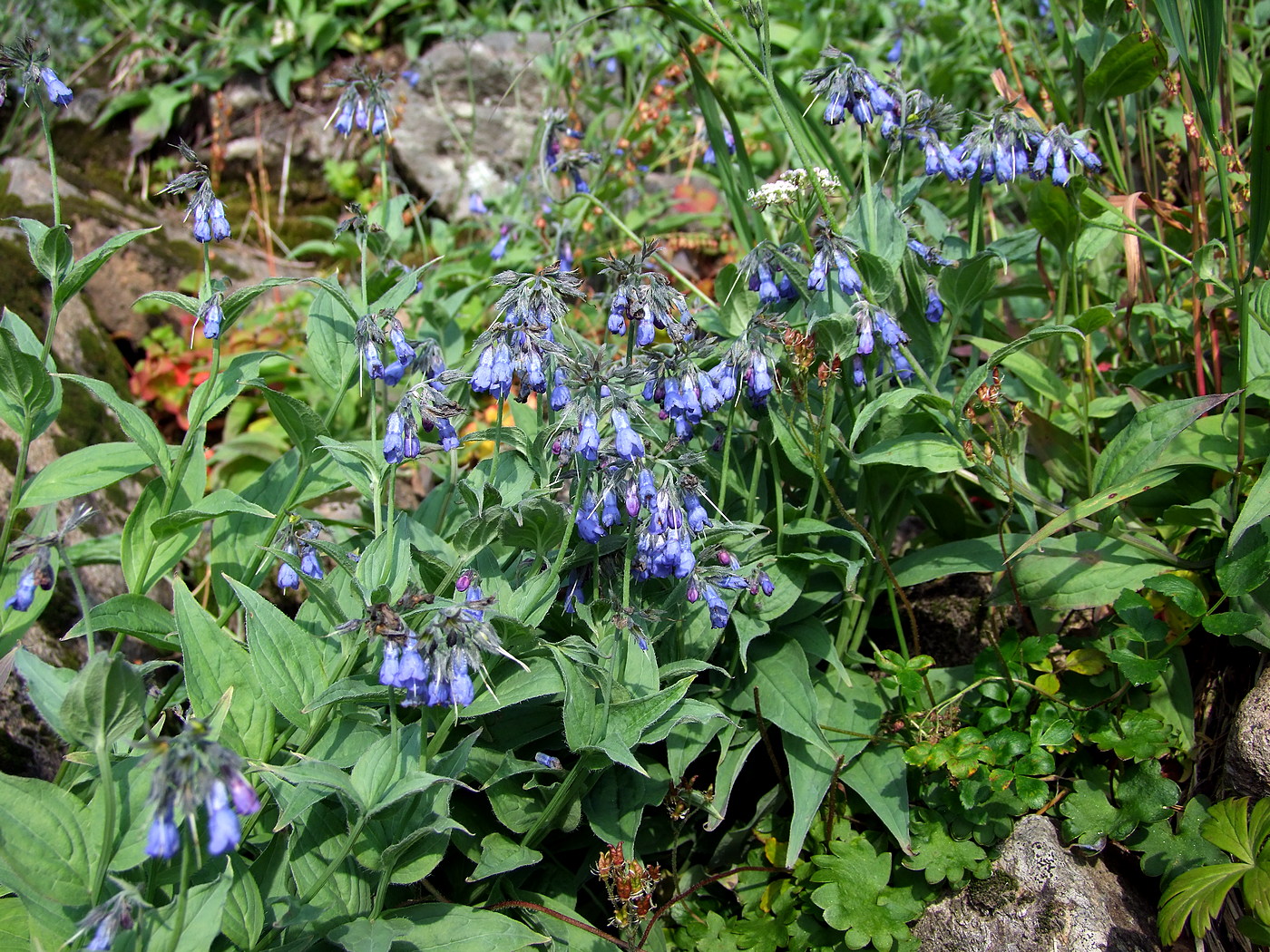 Image of Mertensia pubescens specimen.