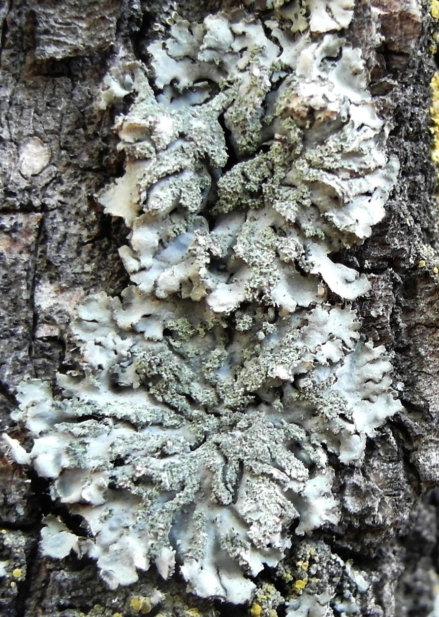 Image of Phaeophyscia orbicularis specimen.