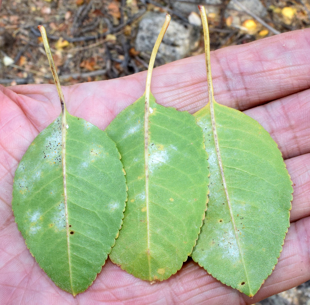 Изображение особи Amygdalus bucharica.