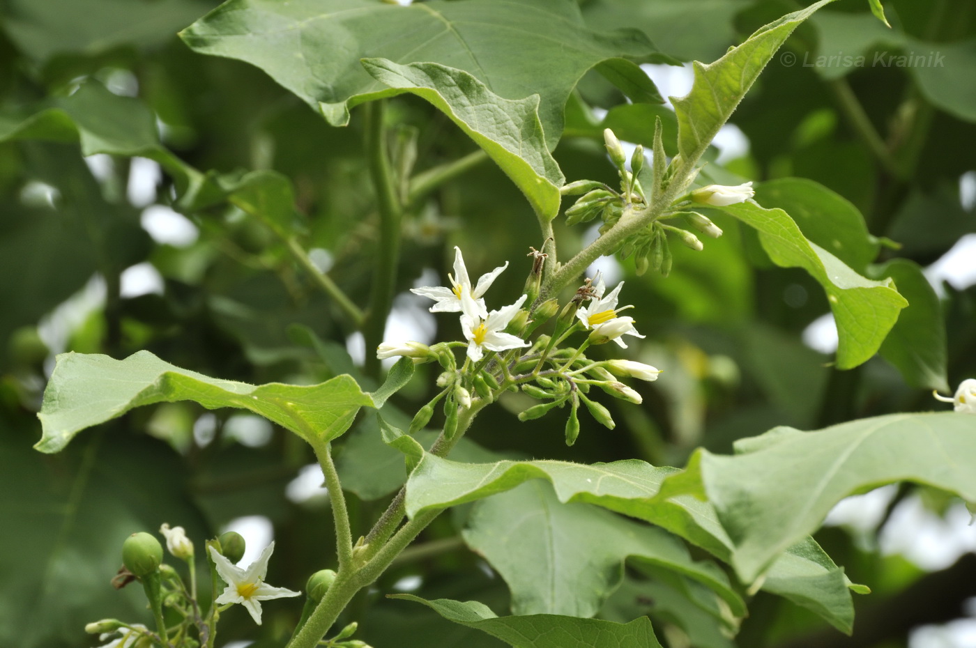 Изображение особи Solanum torvum.