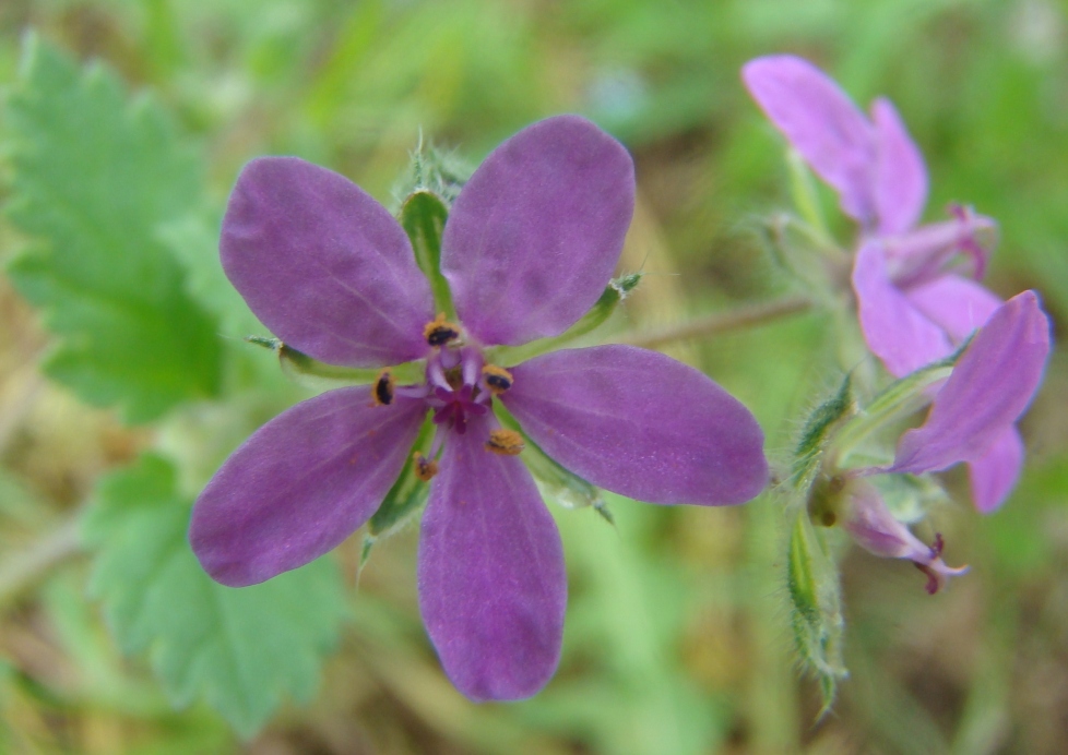 Изображение особи Erodium malacoides.