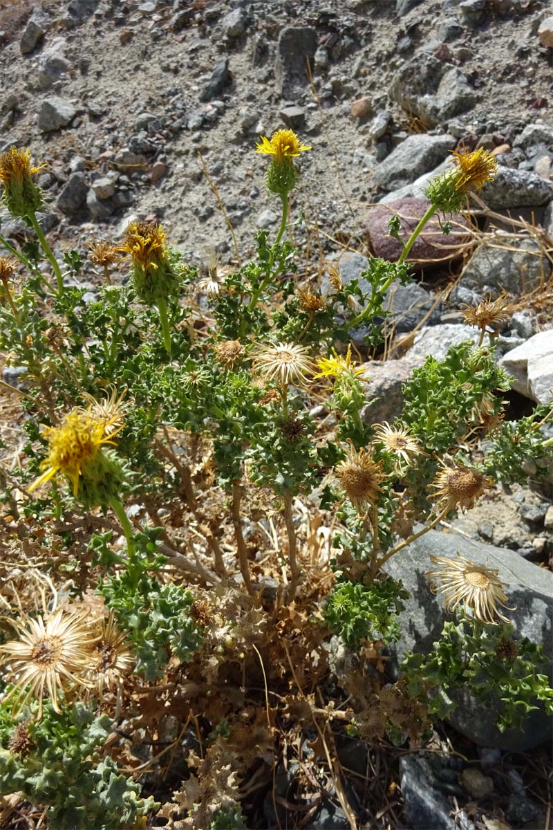 Image of Haplopappus baylahuen specimen.