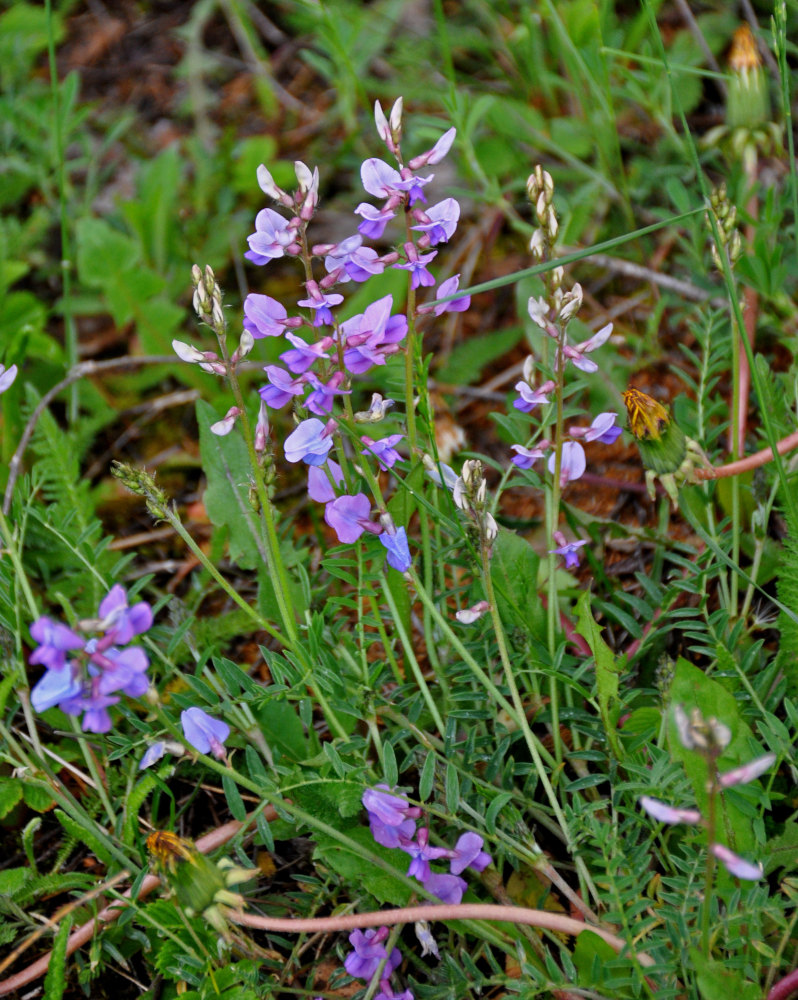 Image of Oxytropis teres specimen.