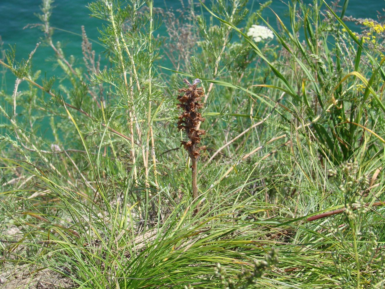 Image of Orobanche coerulescens specimen.