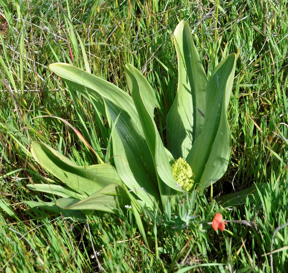 Image of Orchis punctulata specimen.