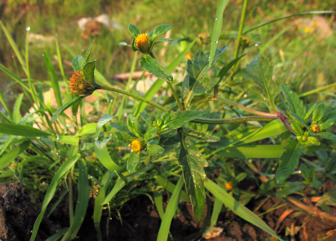 Image of Bidens tripartita specimen.