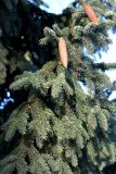 Picea asperata