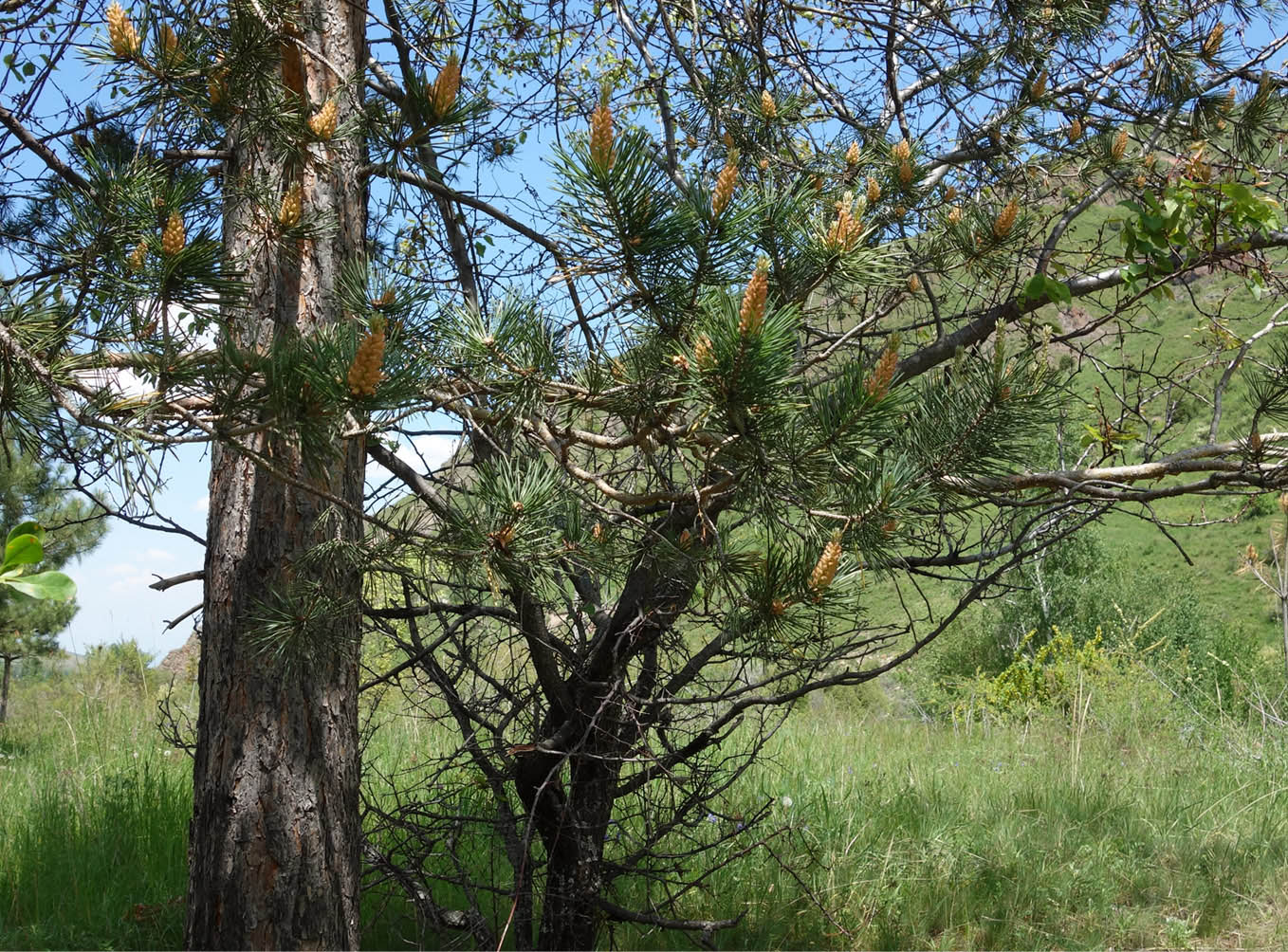 Image of genus Pinus specimen.