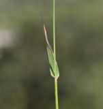 genus Aegilops