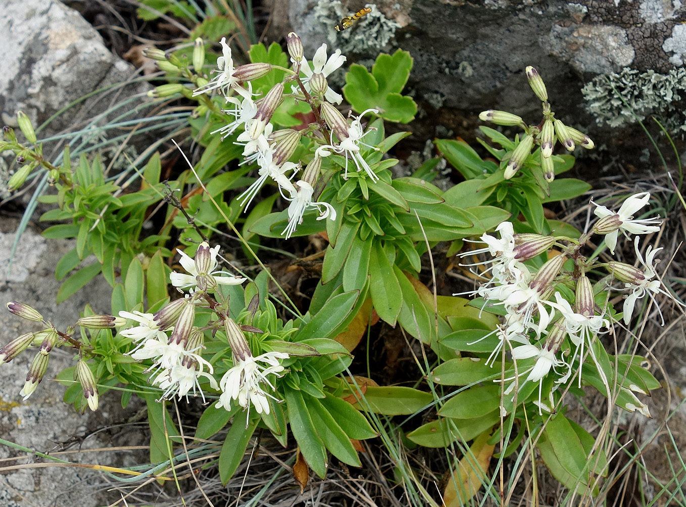 Изображение особи Silene foliosa.