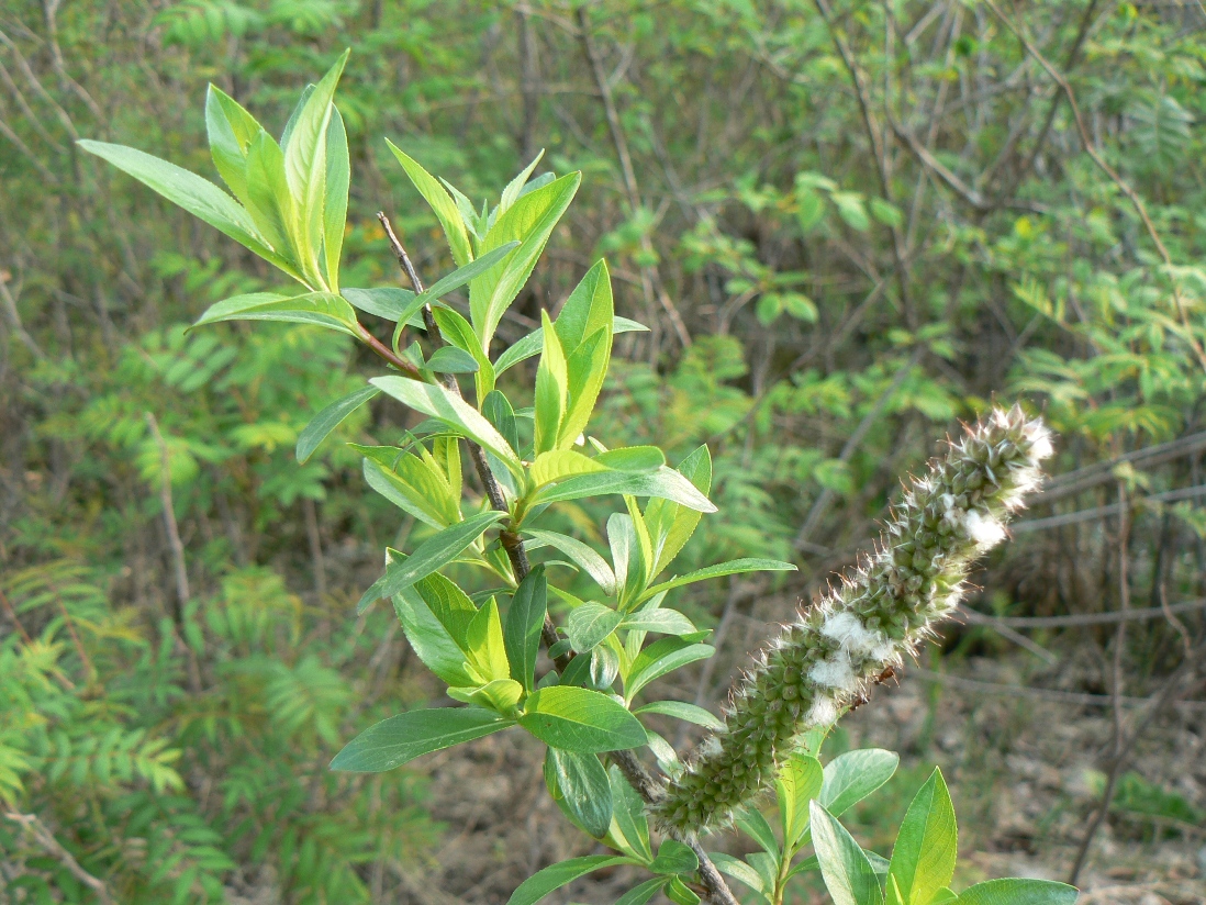 Image of Salix gracilistyla specimen.