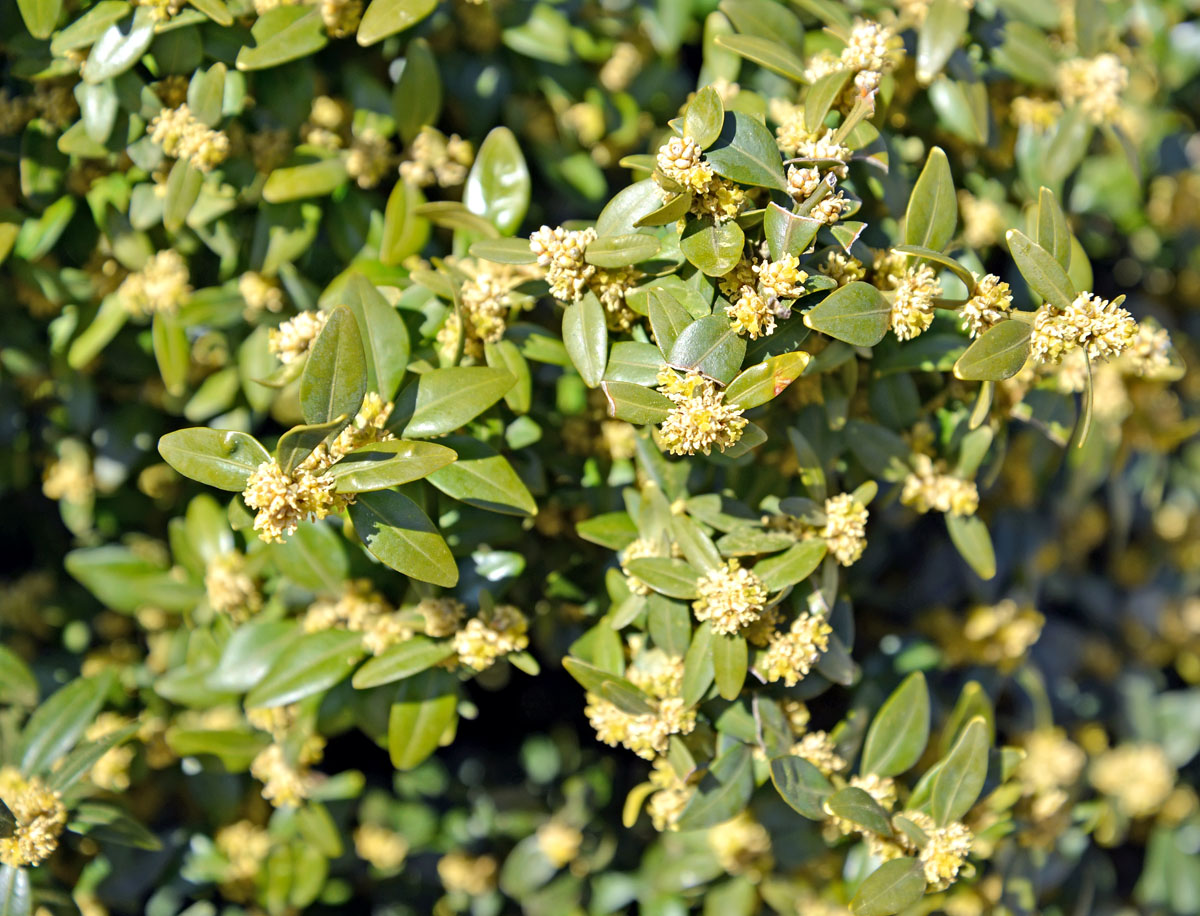 Image of Buxus sempervirens specimen.