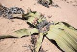 Welwitschia mirabilis