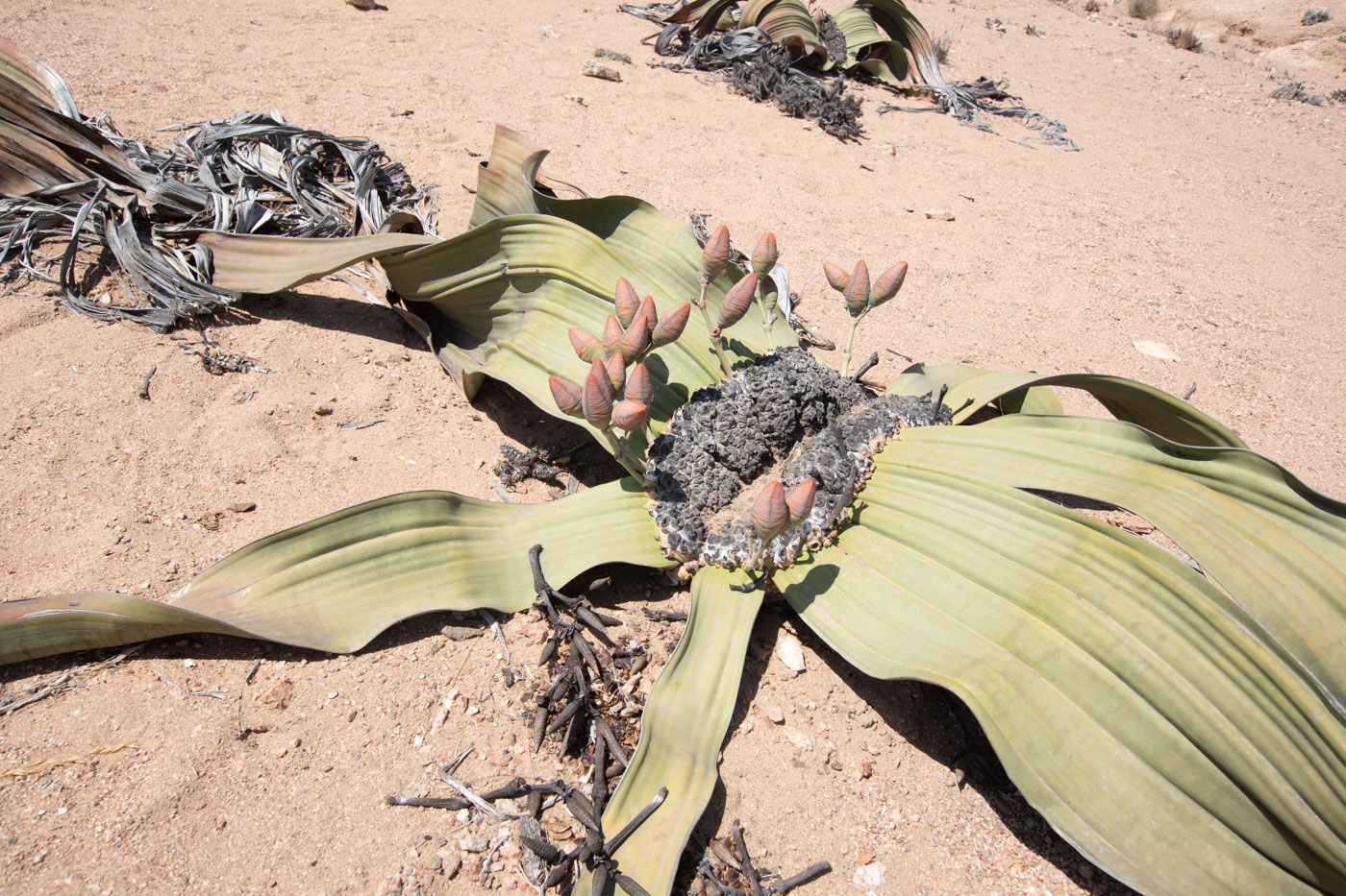 Image of Welwitschia mirabilis specimen.