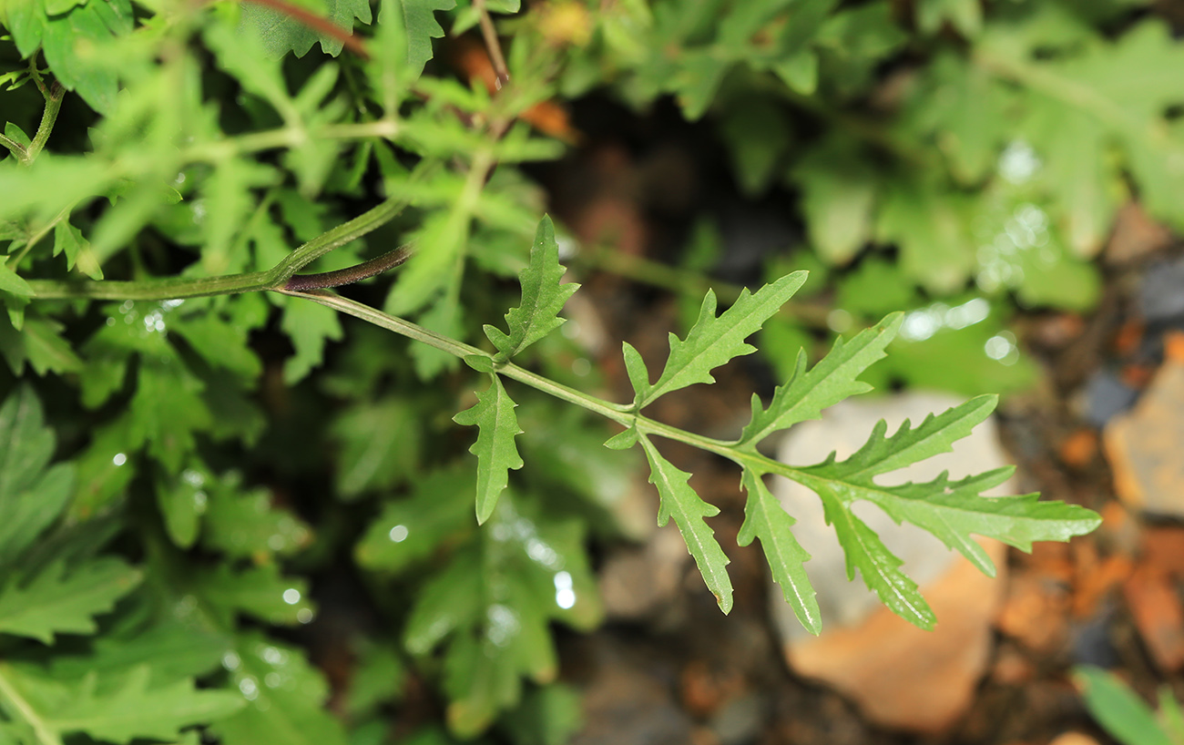 Image of Rorippa sylvestris specimen.