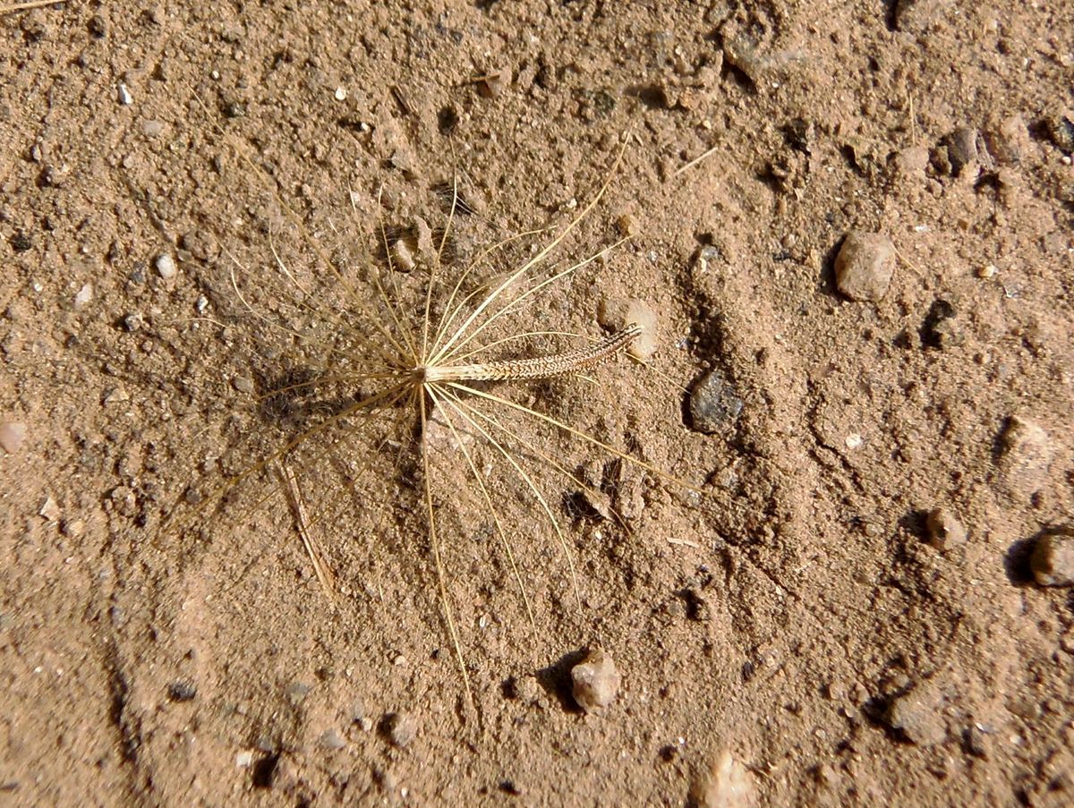 Image of Tragopogon borysthenicus specimen.