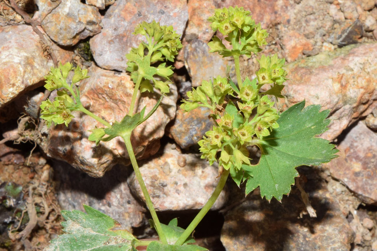 Изображение особи Alchemilla sibirica.