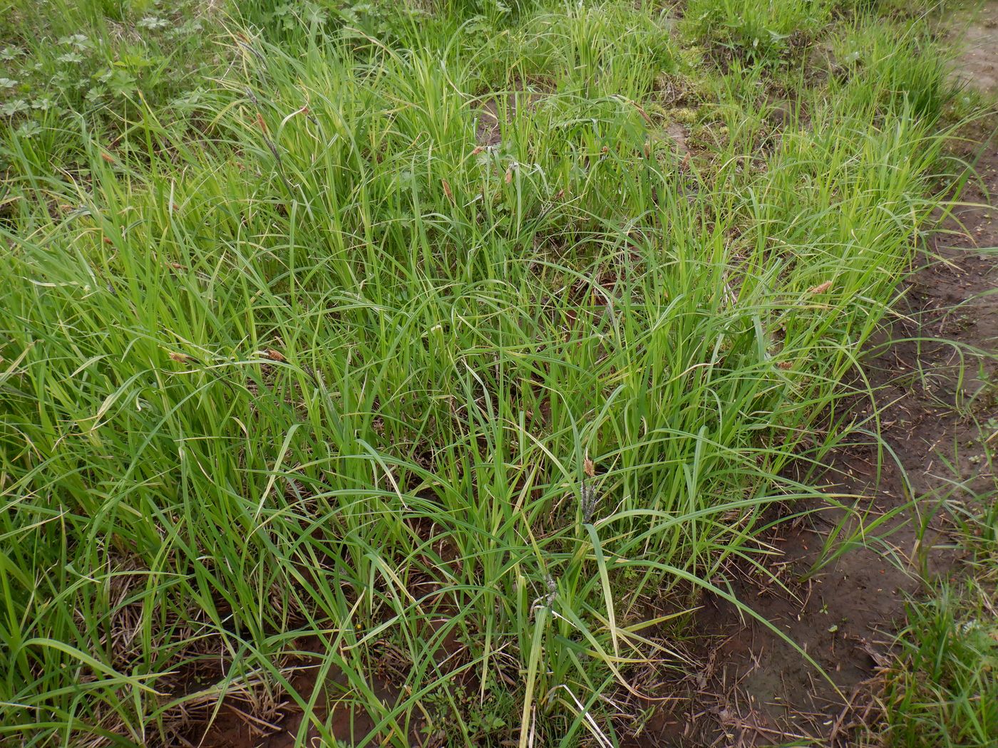 Image of Carex riparia specimen.