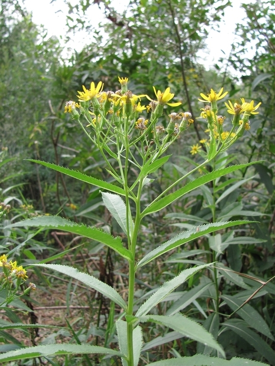 Image of Senecio sarracenicus specimen.