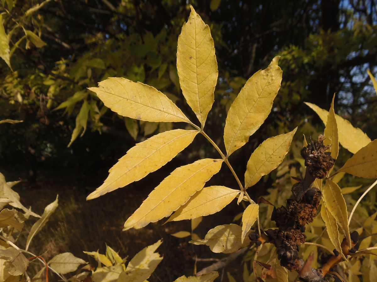 Image of Fraxinus ptacovskyi specimen.