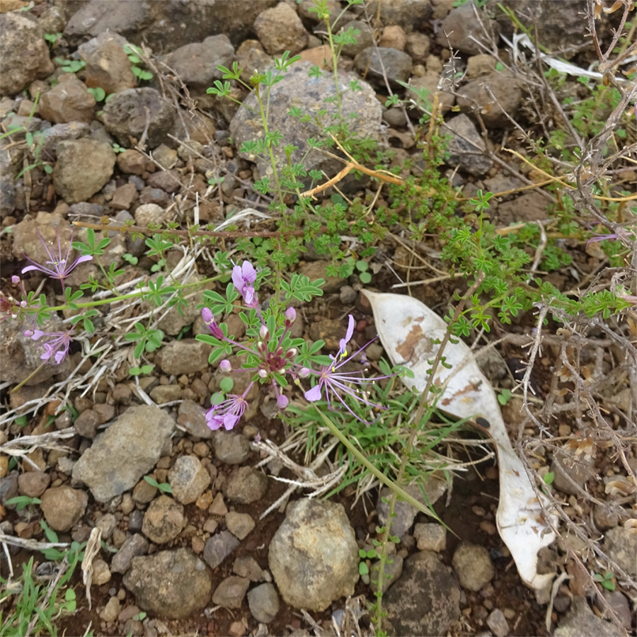 Изображение особи Cleome maculata.