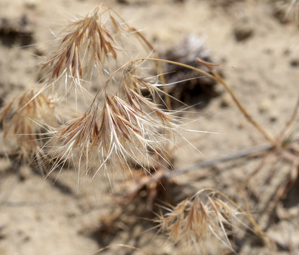 Image of Anisantha tectorum specimen.