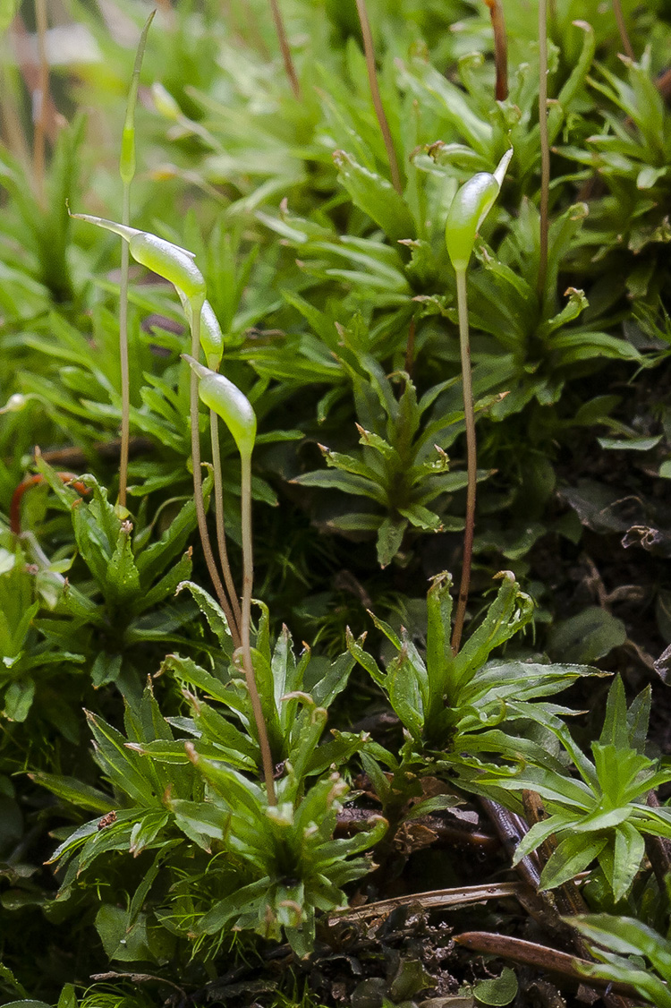 Image of Atrichum undulatum specimen.