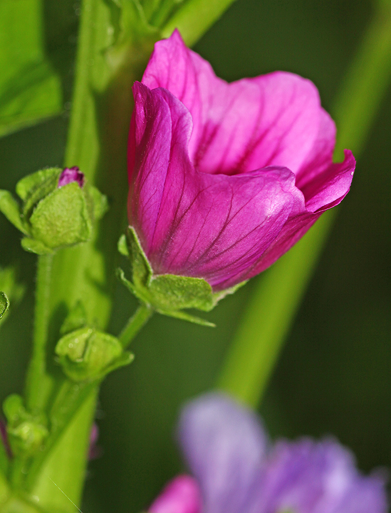 Изображение особи Malva mauritiana.