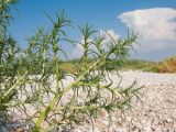 Salsola soda. Веточки с отцветшими цветками. Краснодарский край, м/о Анапа, окр. станицы Благовещенская, Кизилташский лиман, коса Голенькая, песчано-ракушечный пляж. 09.08.2014.