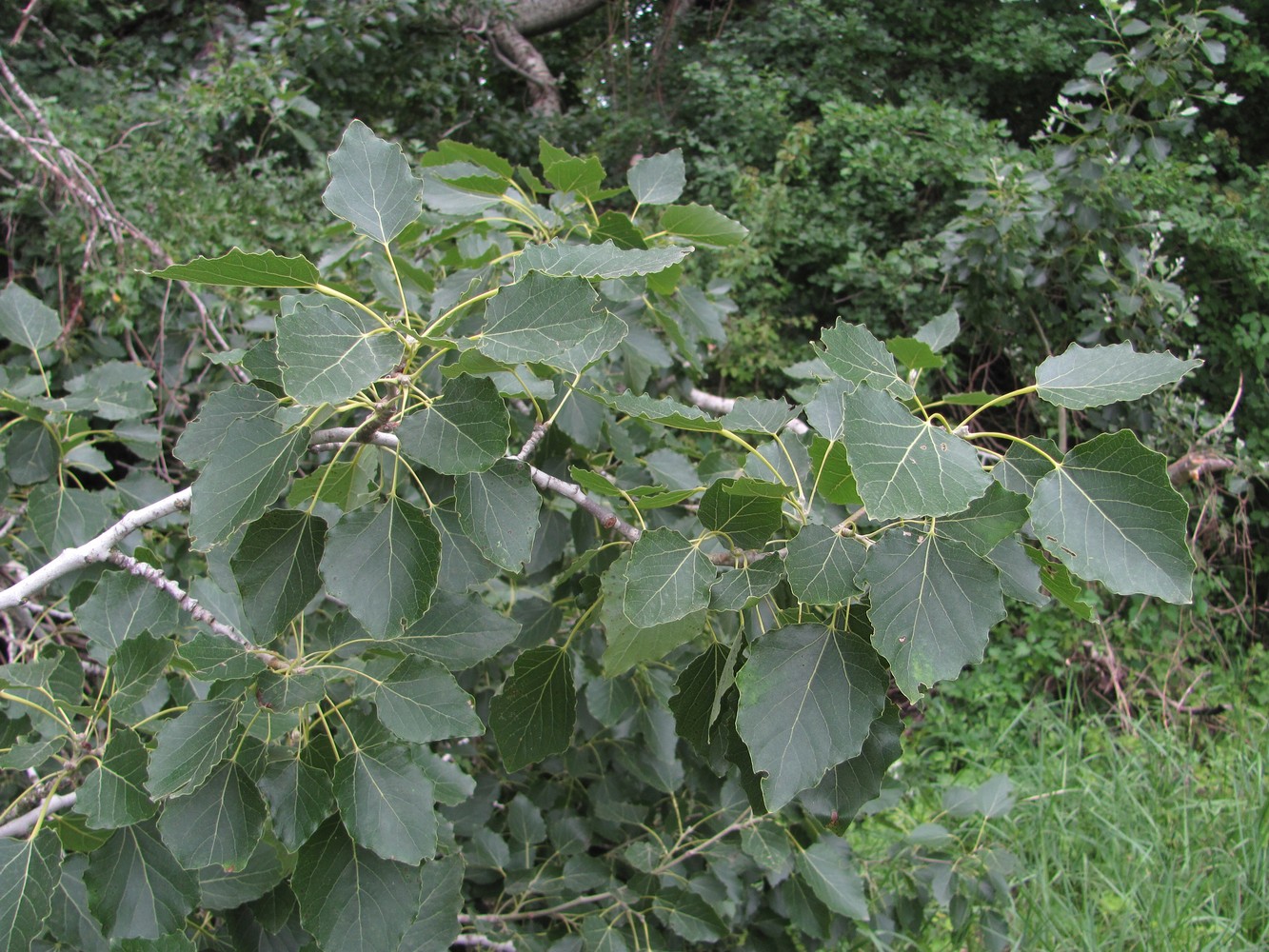 Image of Populus &times; canescens specimen.