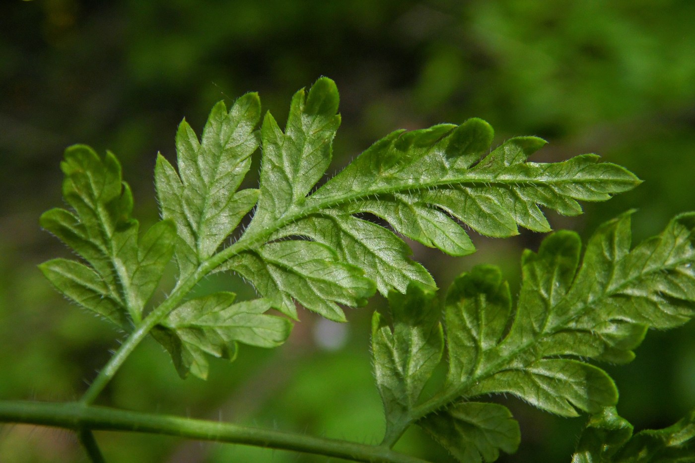 Image of Anthriscus sylvestris specimen.