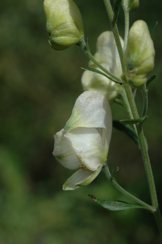 Image of Aconitum napellus specimen.