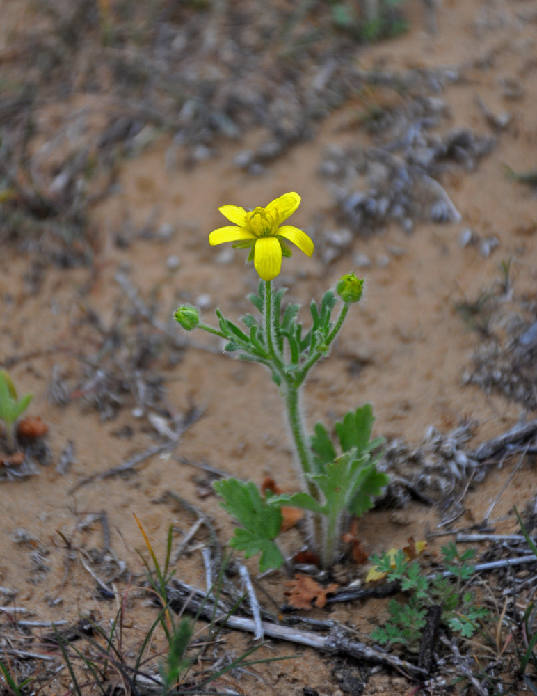 Image of Ranunculus oxyspermus specimen.