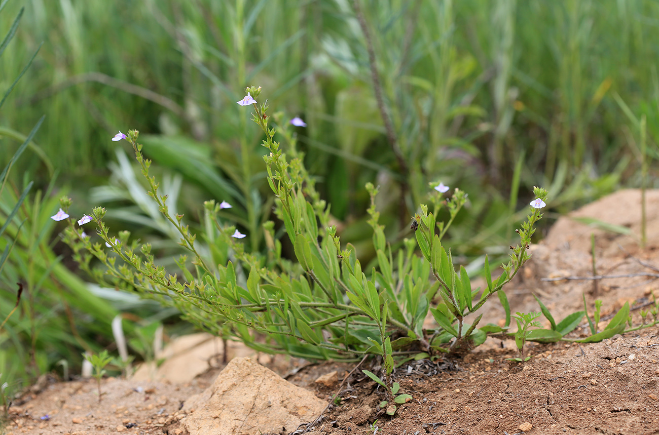 Image of Mazus stachydifolius specimen.