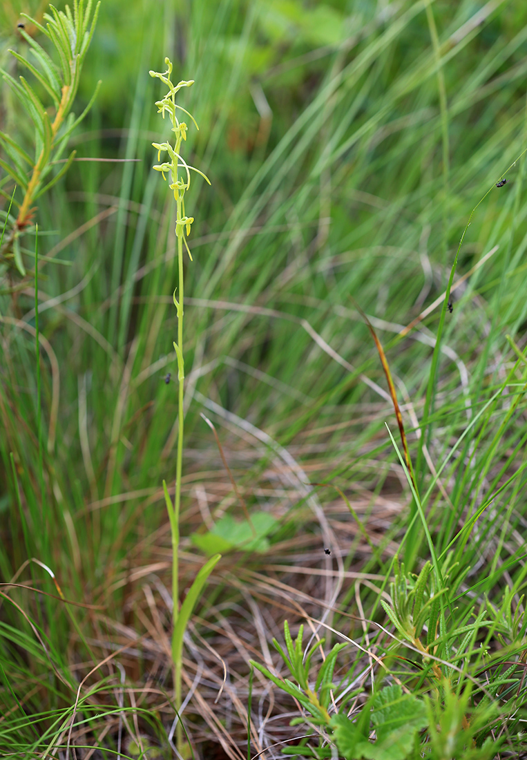 Image of Platanthera tipuloides specimen.