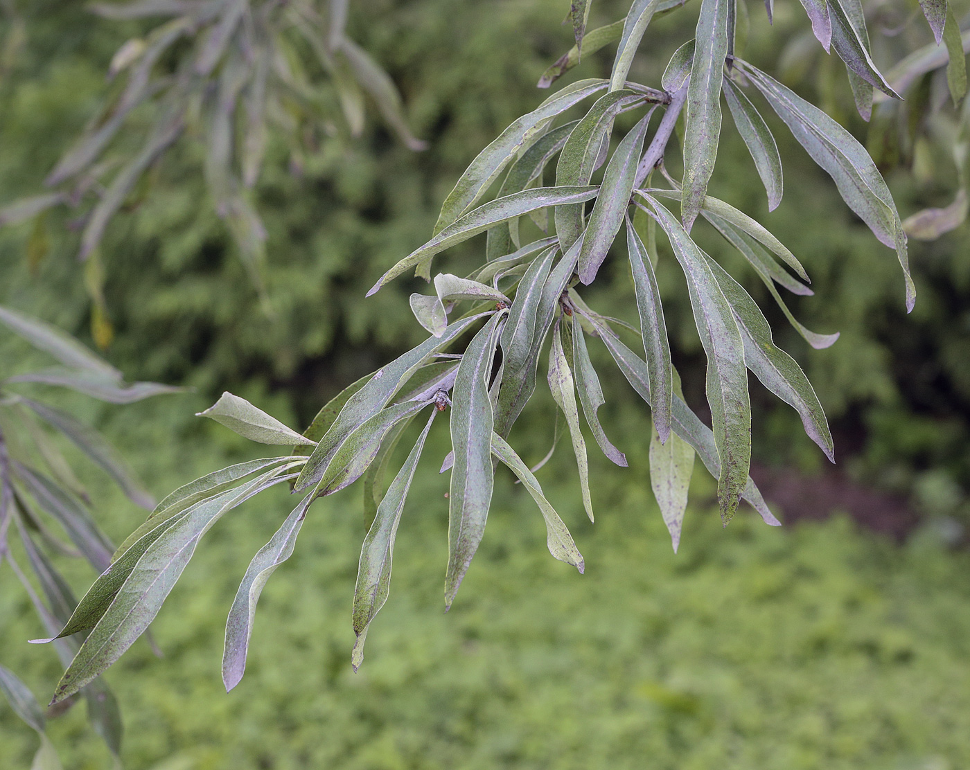 Изображение особи Pyrus salicifolia.