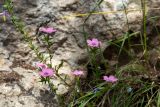 Linum pubescens. Верхушка цветущего растения. Израиль, лес Бен-Шемен. 26.04.2019.