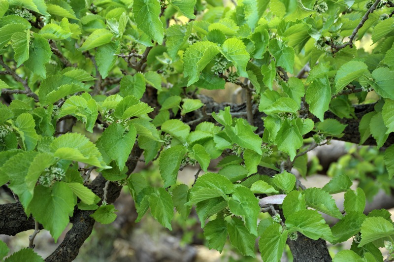 Image of Morus alba specimen.