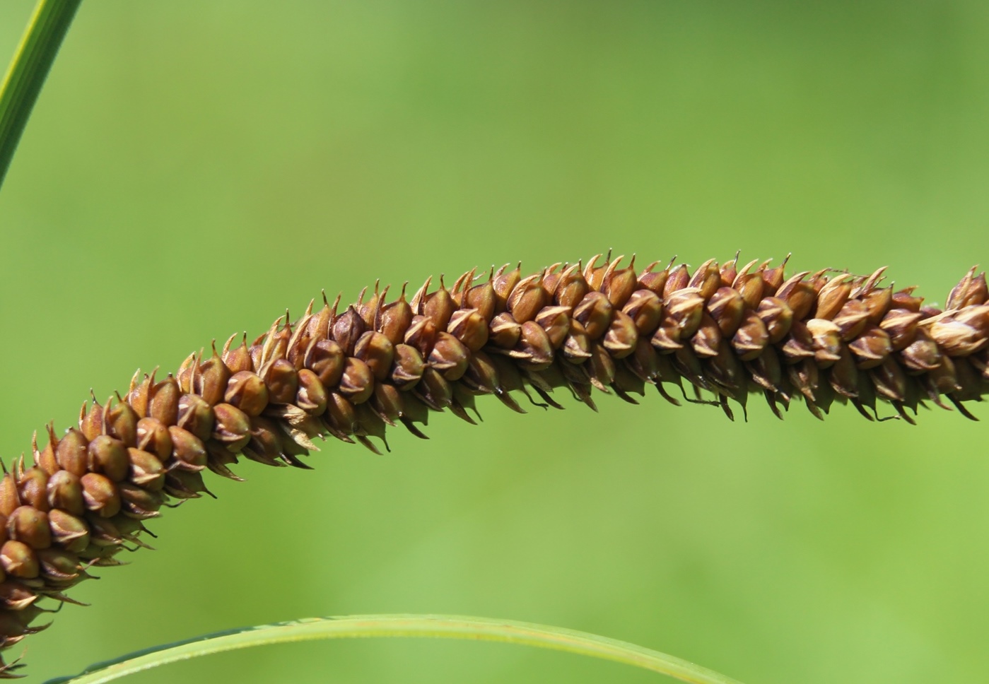 Изображение особи Carex acuta.