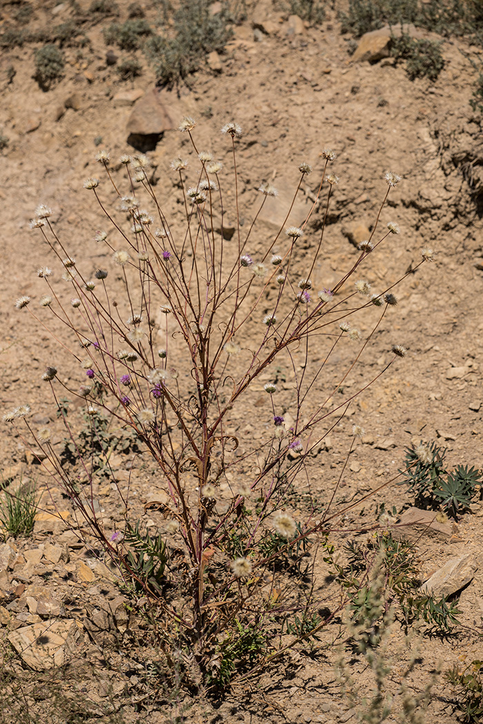 Image of Jurinea alata specimen.