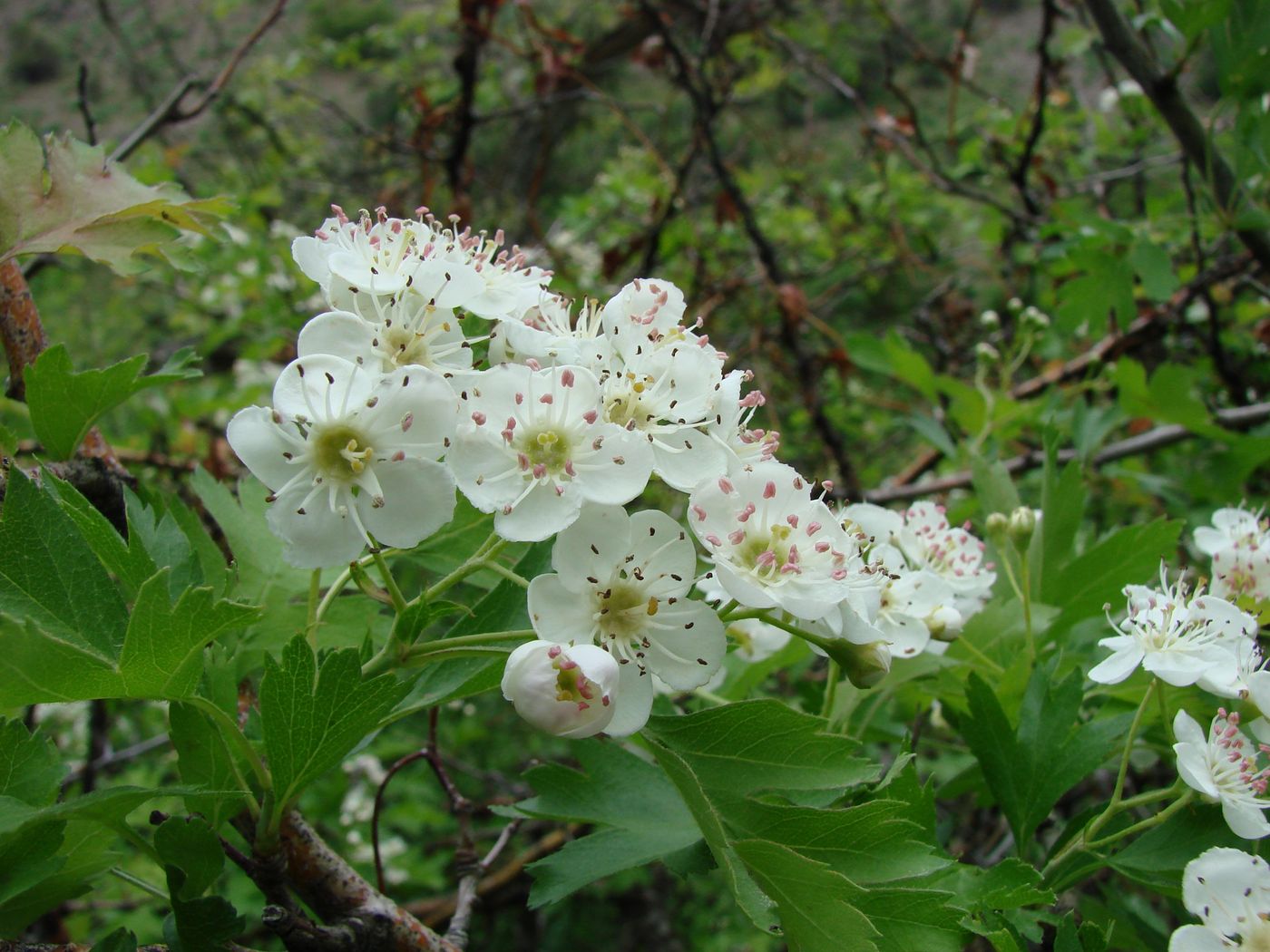 Изображение особи Crataegus songarica.