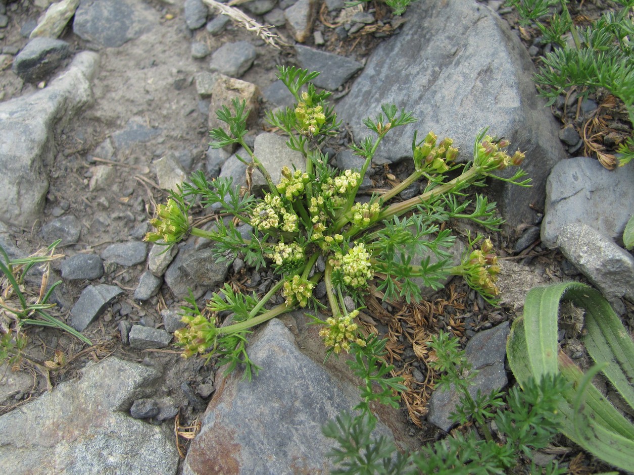 Image of Chamaesciadium acaule specimen.