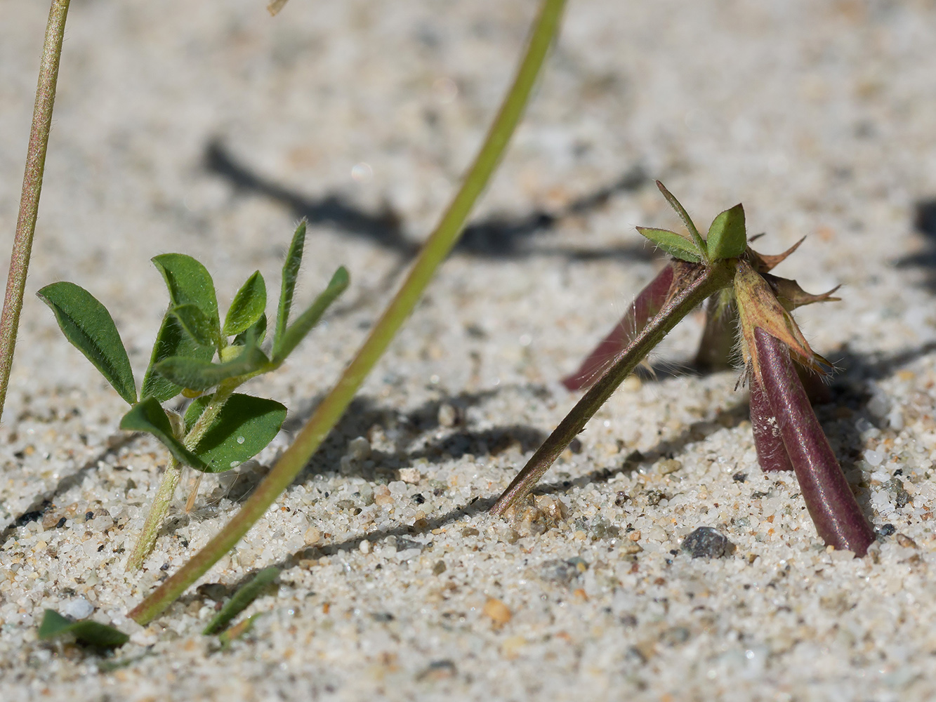 Image of Lotus caucasicus specimen.