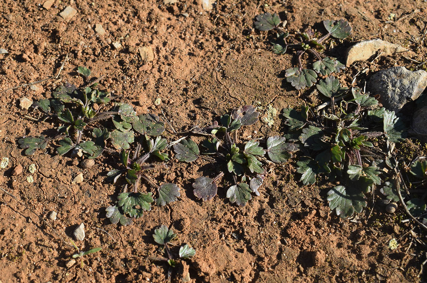 Image of genus Ranunculus specimen.