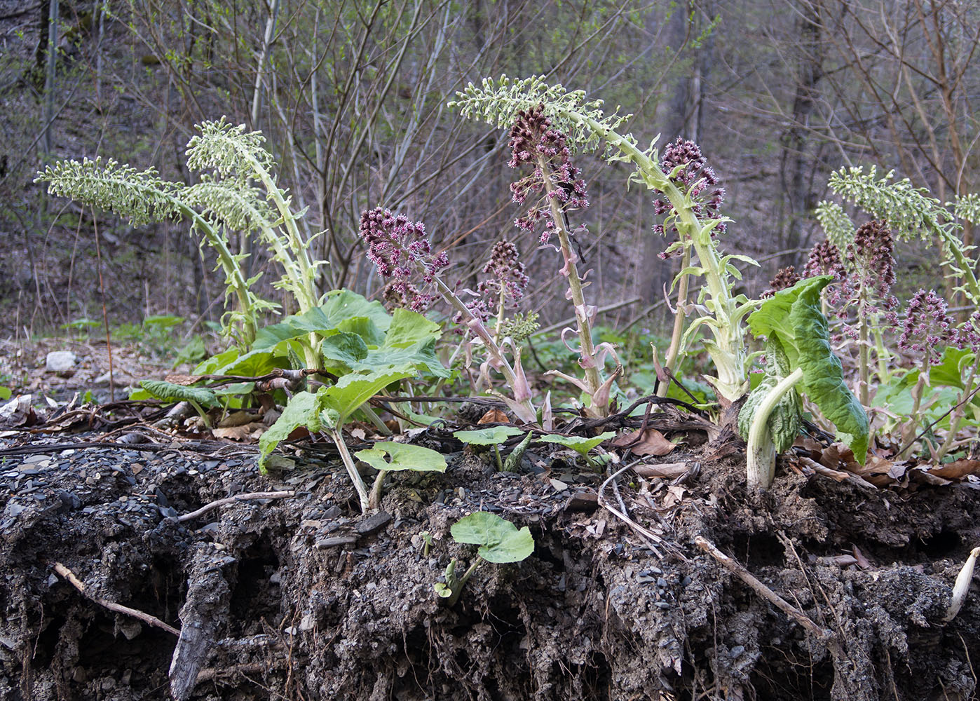 Изображение особи Petasites hybridus.