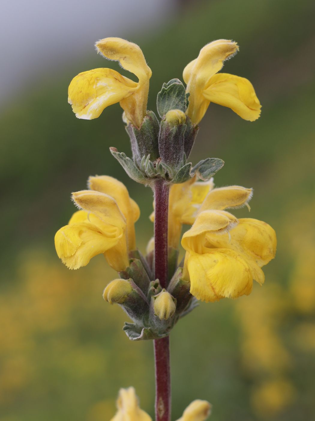 Image of Phlomoides fulgens specimen.