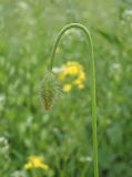 Papaver stevenianum. Верхушка побега с бутоном. Ульяновская обл., Мелекесский р-н, окр. с. Моисеевка, заросшее сорняками незасеянное поле близ шоссе. 04.05.2022.