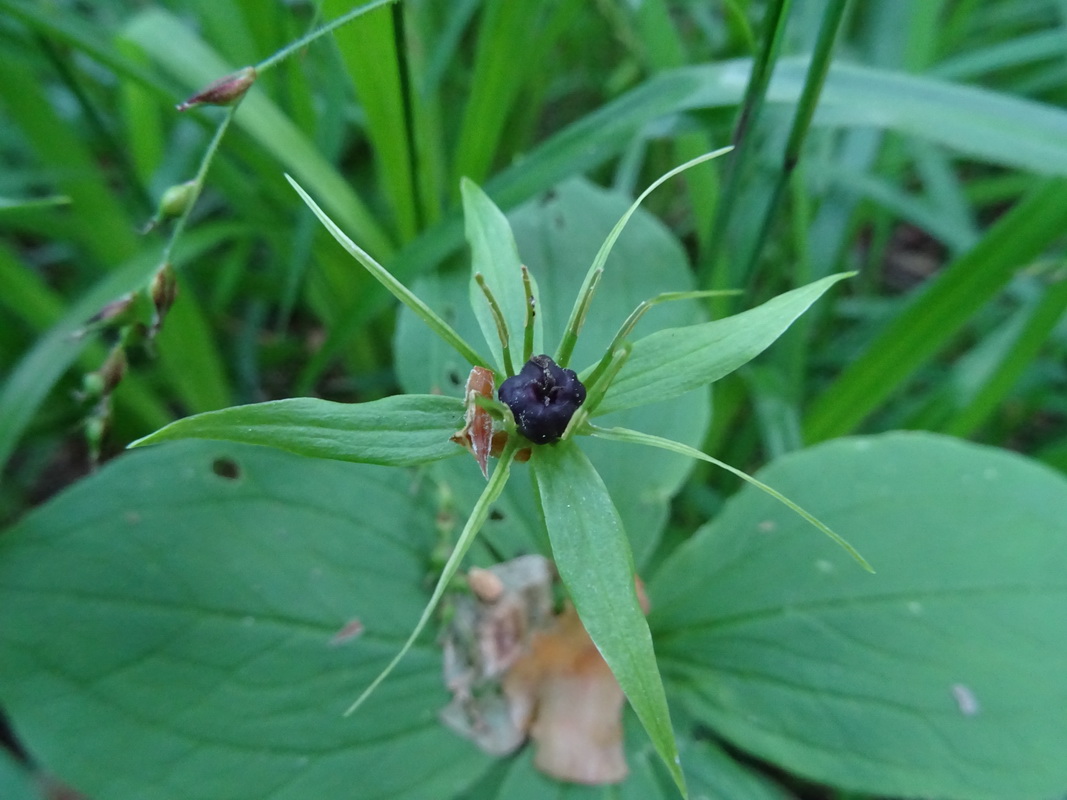 Image of Paris quadrifolia specimen.