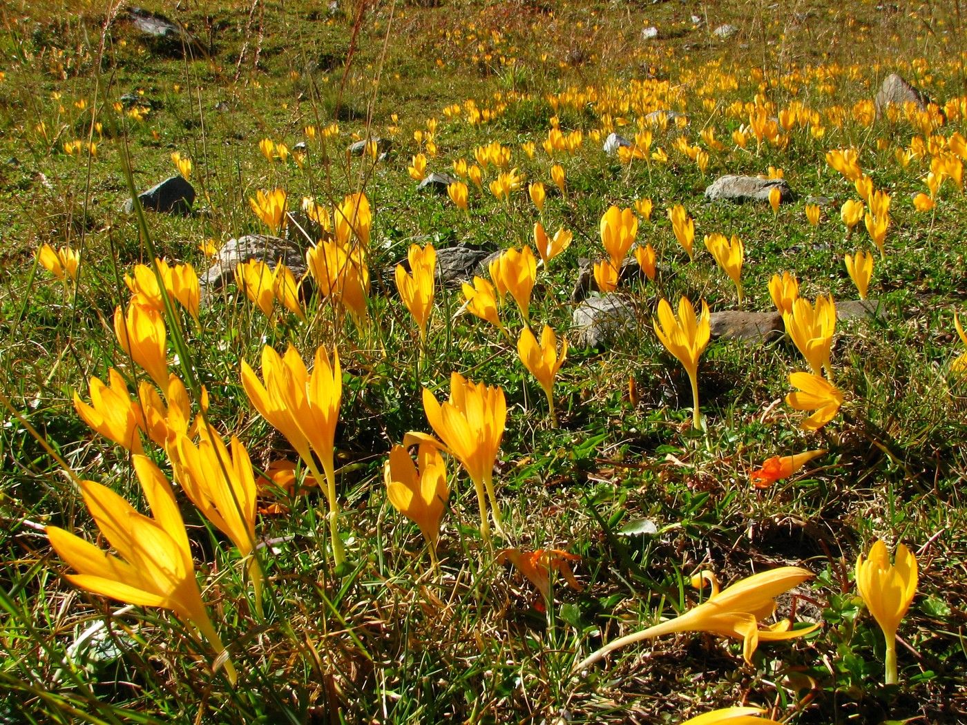 Изображение особи Crocus scharojanii.