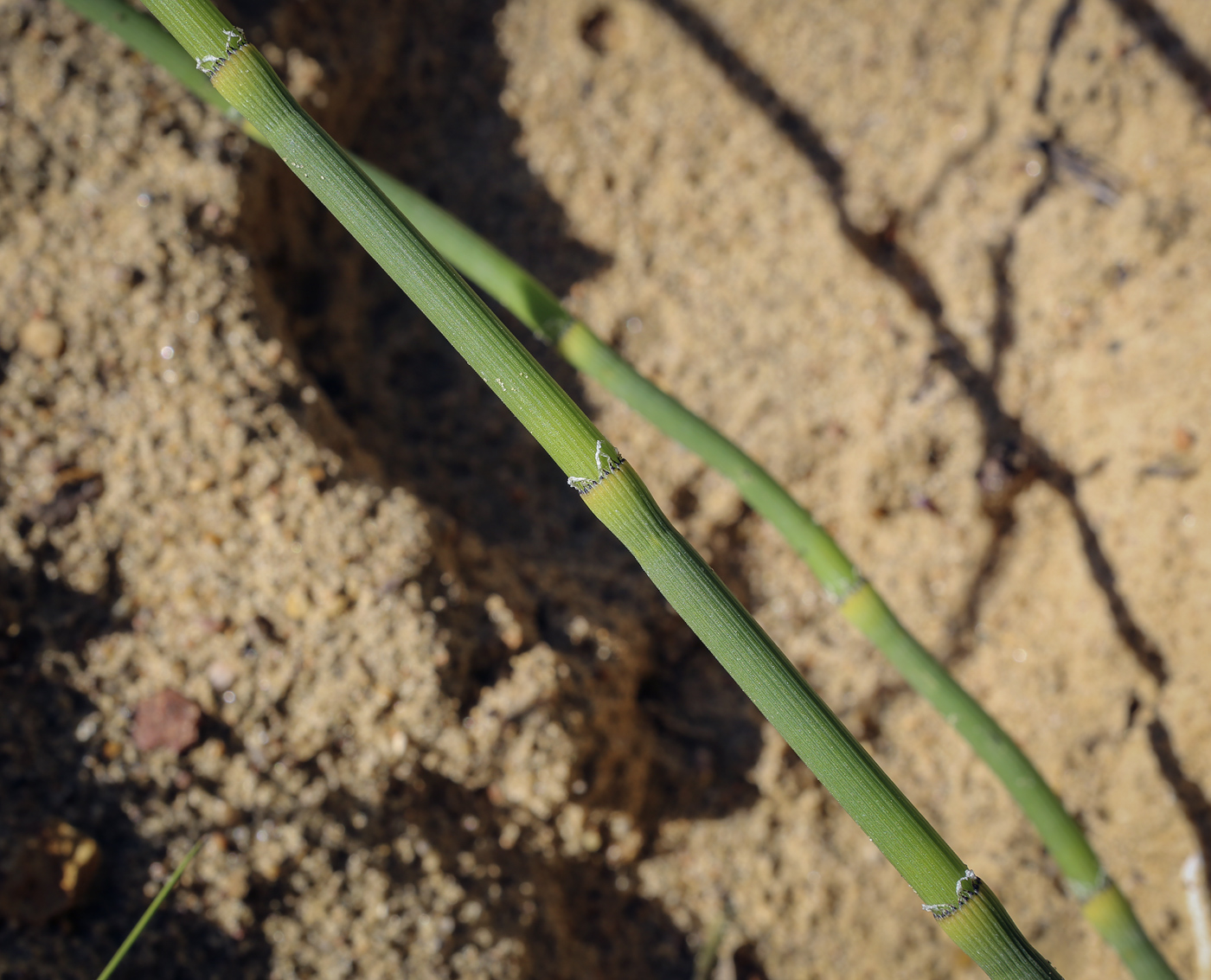 Image of Equisetum &times; moorei specimen.